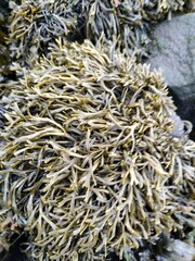 Pelvetia canaliculata