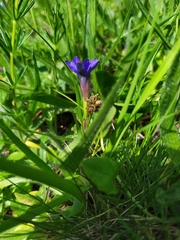 Gentiana dshimilensis