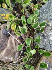 Cochlearia officinalis