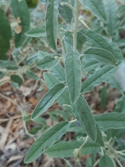 Solanum elaeagnifolium