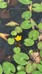 Nymphoides peltata