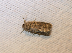 Noctuinae