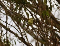 Psephotus haematonotus