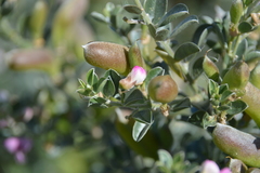 Podalyria myrtillifolia