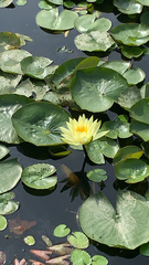 Nymphaea mexicana