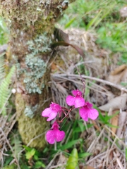 Comparettia falcata