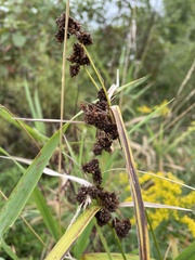 Scirpus atrovirens