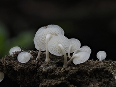 Favolaschia manipularis