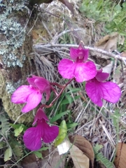 Comparettia falcata