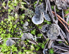 Peltigera extenuata