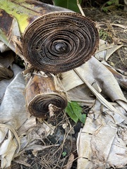 Musa
