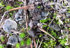 Peltigera extenuata