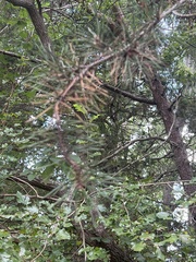 Pinus virginiana