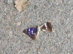 Apatura ilia