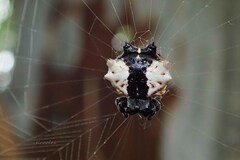 Gasteracantha mediofusca