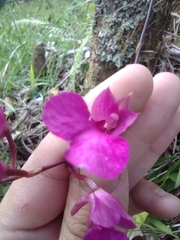 Comparettia falcata