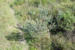 Podalyria myrtillifolia