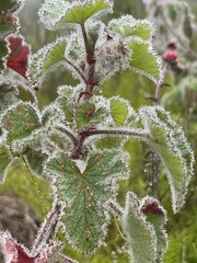 Pelargonium cordifolium