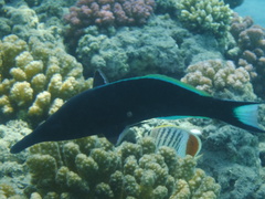 Gomphosus klunzingeri