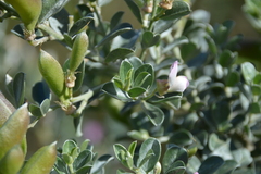 Podalyria myrtillifolia