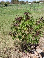 Jatropha gossypiifolia