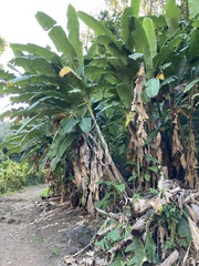 Musa