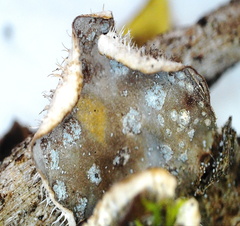 Peltigera extenuata