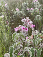 Pelargonium cordifolium