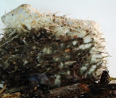 Peltigera extenuata
