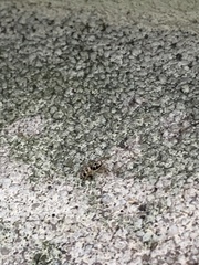 Salticus scenicus