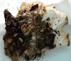 Peltigera extenuata
