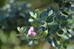 Podalyria myrtillifolia