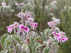 Pelargonium cordifolium