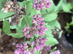 Pluchea odorata