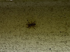 Salticus scenicus
