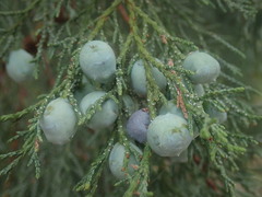 Juniperus deppeana