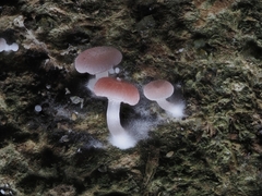 Mycena roseilignicola