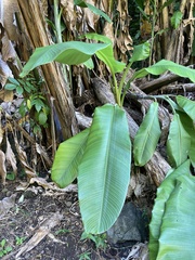 Musa