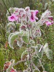 Pelargonium cordifolium