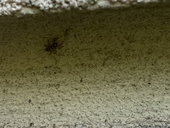 Salticus scenicus