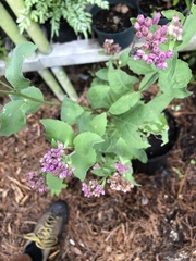 Pluchea odorata