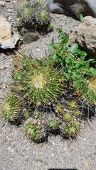 Echinofossulocactus sulphureus
