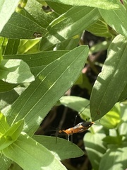 Zelus longipes