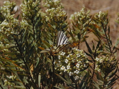 Iphiclides feisthamelii