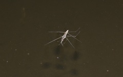 Aquarius paludum paludum