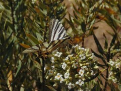 Iphiclides feisthamelii