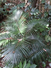 Calamus siphonospathus