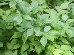 Parthenocissus inserta