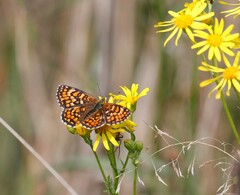 Melitaea celadussa