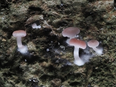Mycena roseilignicola